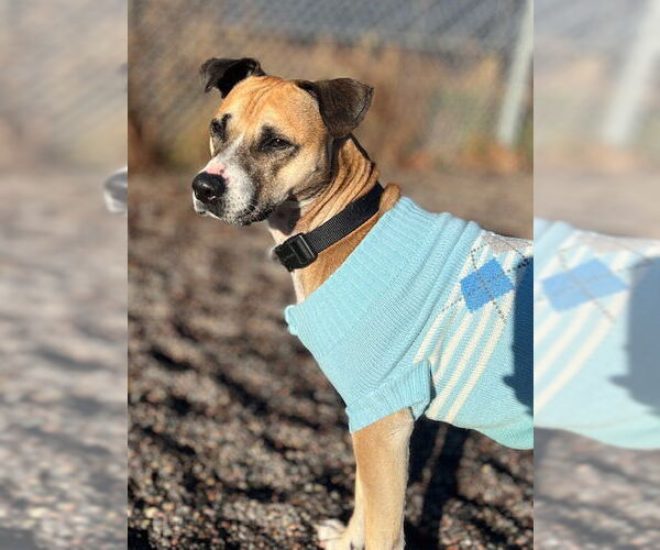 Medium Photo #2 Boxer-Unknown Mix Puppy For Sale in Webster, WI, USA