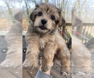 Poodle (Toy)-Yorkshire Terrier Mix Puppy for sale in SENECA, SC, USA