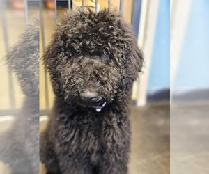 Goldendoodle Dogs for adoption in McKinney, TX, USA