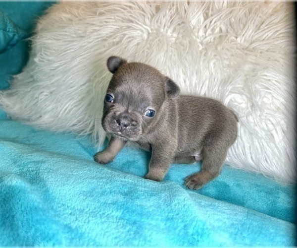 Medium Photo #27 French Bulldog Puppy For Sale in LITITZ, PA, USA