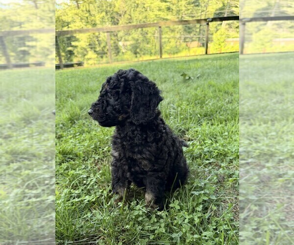 Medium Photo #5 Aussiedoodle Puppy For Sale in ASHEVILLE, NC, USA