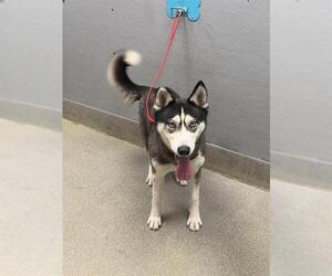 Siberian Husky-Unknown Mix Dogs for adoption in Las Vegas, NV, USA