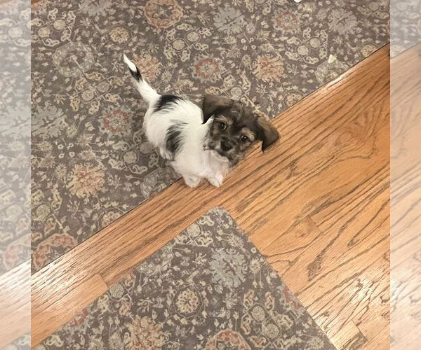 Medium Photo #2 Mutt Puppy For Sale in Plainfield, IL, USA