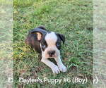 Small #6 Boston Terrier