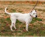 Small Photo #3 Labrador Retriever-Unknown Mix Puppy For Sale in Sparta, TN, USA