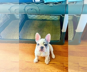 French Bulldog Dog for Adoption in VALLEY STREAM, New York USA