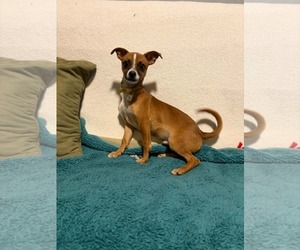 Moss - Male Chihuahua-Unknown Mix Dog for Adoption - Photo #3