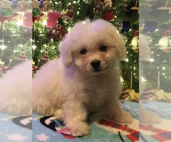 View Ad Bichon Frise Puppy for Sale near Kentucky