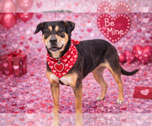 Mutt Dogs for adoption in Garner, NC, USA