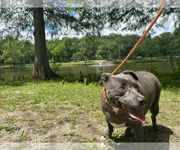 Medium Photo #11 Staffordshire Bull Terrier-Unknown Mix Puppy For Sale in Bolivar, MO, USA