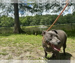 Small Photo #11 Staffordshire Bull Terrier-Unknown Mix Puppy For Sale in Bolivar, MO, USA