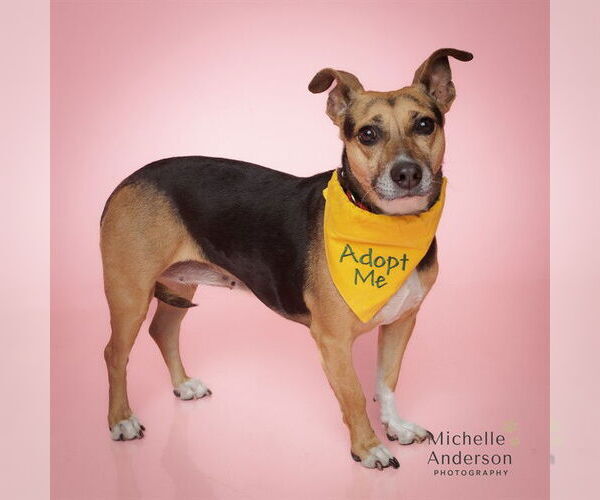 Medium Photo #1 Beagle-Unknown Mix Puppy For Sale in Corona, CA, USA