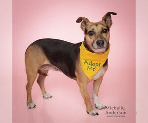 Beagle-Unknown Mix Dogs for adoption in Corona, CA, USA