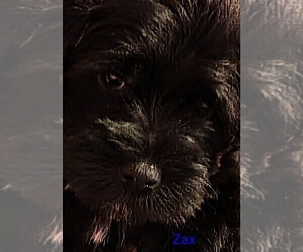 Medium Photo #5 Schnauzer (Miniature) Puppy For Sale in ENID, OK, USA