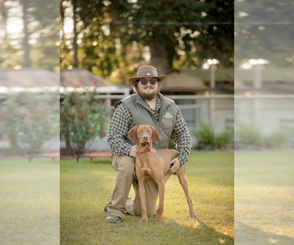 Medium Photo #7 Vizsla Puppy For Sale in SCREVEN, GA, USA