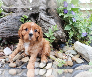 Cavalier King Charles Spaniel Puppy for sale in SHILOH, OH, USA