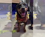 Small Photo #2 Rottweiler Puppy For Sale in Gilbert, AZ, USA