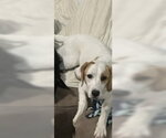 Small Photo #2 Border Collie-Brittany Mix Puppy For Sale in Curwensville, PA, USA