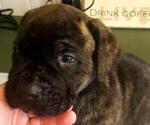 Small Photo #5 Cane Corso Puppy For Sale in MOORESVILLE, NC, USA