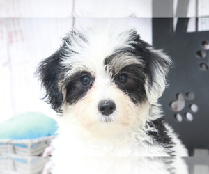 Maltipoo Puppy for sale in MARIETTA, GA, USA