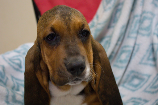 Medium Photo #5 Basset Hound Puppy For Sale in PETERSBURG, IN, USA