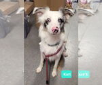 Small #1 Australian Shepherd