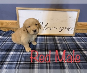 Golden Retriever Puppy for sale in MIDVILLE, GA, USA