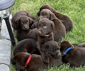Labrador Retriever Litter for sale in FRANKTOWN, CO, USA