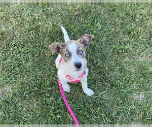 Catahoula Leopard Dog-Unknown Mix Dogs for adoption in Caribou, ME, USA