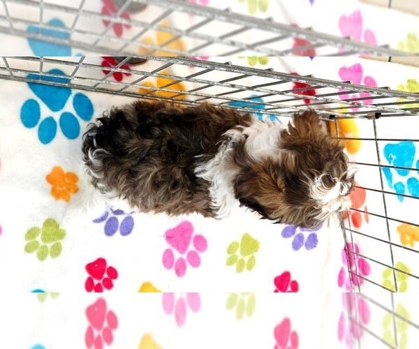 Medium Photo #4 Havashire Puppy For Sale in ORO VALLEY, AZ, USA