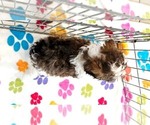 Small Photo #4 Havashire Puppy For Sale in ORO VALLEY, AZ, USA