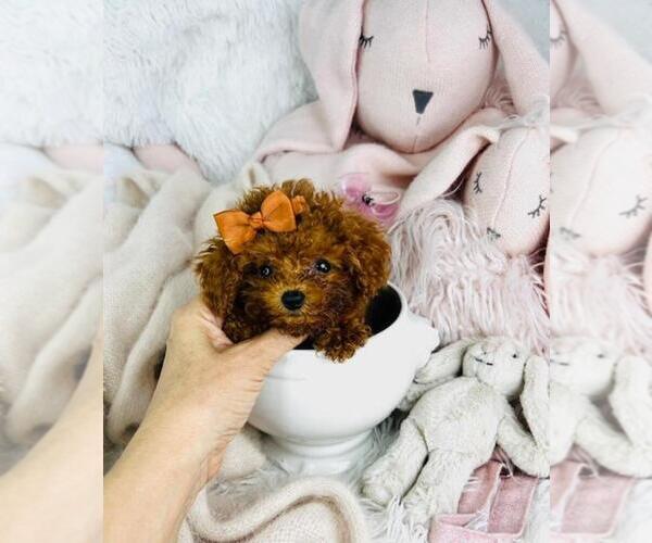 Medium Photo #15 Poodle (Toy) Puppy For Sale in THONOTOSASSA, FL, USA