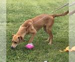 Small #6 Catahoula Leopard Dog-Labrador Retriever Mix