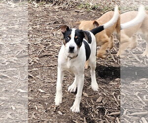 Mutt Dogs for adoption in Bloomingdale, NJ, USA