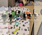 Small Photo #7 Papillon Puppy For Sale in JACKSONVILLE, FL, USA