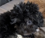 Small Photo #11 Poodle (Toy)-ShihPoo Mix Puppy For Sale in MUNDELEIN, IL, USA