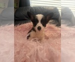 Small #7 Pembroke Welsh Corgi