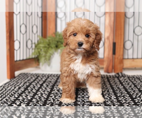 Medium Photo #1 Goldendoodle Puppy For Sale in NAPLES, FL, USA