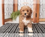 Small Photo #1 Goldendoodle Puppy For Sale in NAPLES, FL, USA