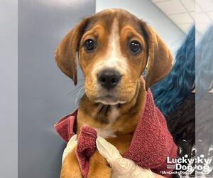 Beagle-Unknown Mix Dogs for adoption in Washington, DC, USA