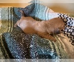 Small Photo #12 Dachshund Puppy For Sale in DOTHAN, AL, USA
