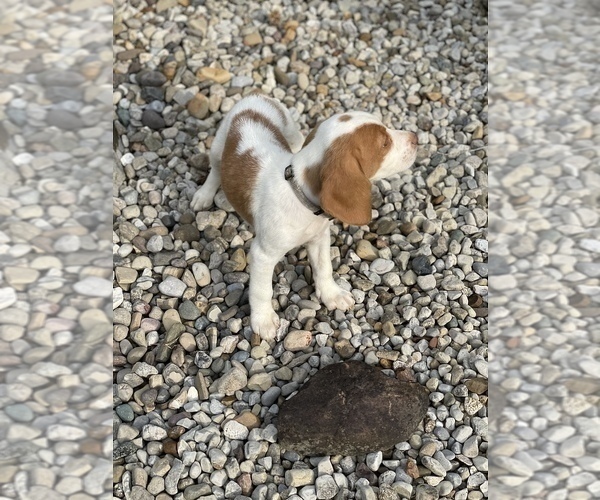 Medium Photo #6 Beagle Puppy For Sale in WEST LIBERTY, KY, USA