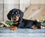Puppy Heather Dachshund