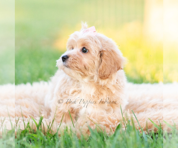 Medium Photo #14 Poodle (Miniature) Puppy For Sale in WARSAW, IN, USA