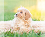 Small Photo #14 Poodle (Miniature) Puppy For Sale in WARSAW, IN, USA
