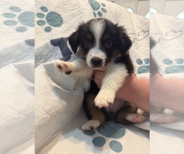 Medium Photo #7 Australian Shepherd Puppy For Sale in WEBSTER, FL, USA