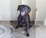 Small #1 Spaniel Mix