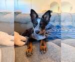 Small #1 Mutt