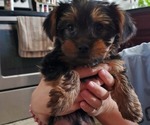 Small Photo #4 Yorkshire Terrier Puppy For Sale in LEXINGTON, GA, USA