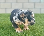 Small Photo #3 English Bulldog Puppy For Sale in PITTSBURGH, PA, USA